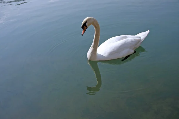 stock image Swan swimming on the water