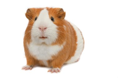 Guinea pig on white background isolated clipart