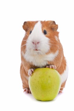 Guinea pig with green apple clipart