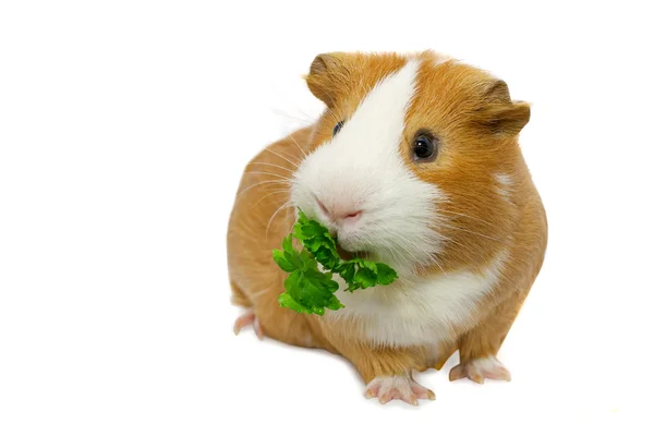 Πειραματόζωο τρώει πράσινο γρασίδι Εικόνα Αρχείου