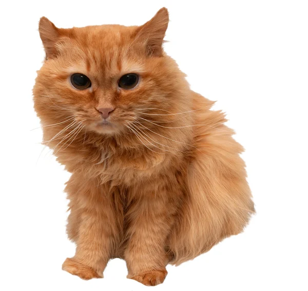 Röd katt赤い猫 — ストック写真