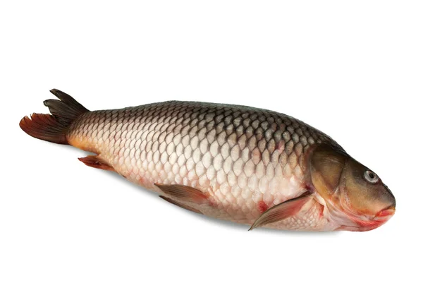 Carp isolated on a white background Royalty Free Stock Images