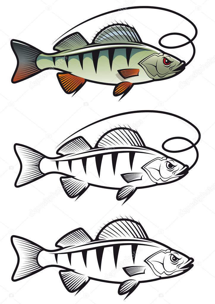 Perch fish Stock Vector by ©Seamartini 9103401