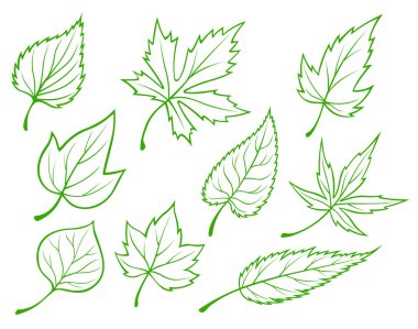 Green leaves set clipart