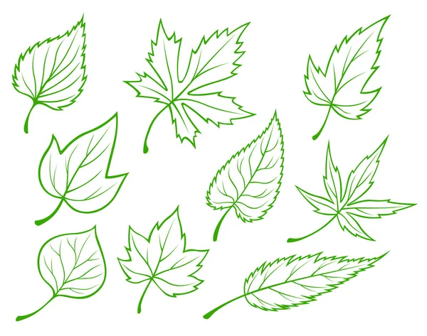 Green leaves set — Stock Vector