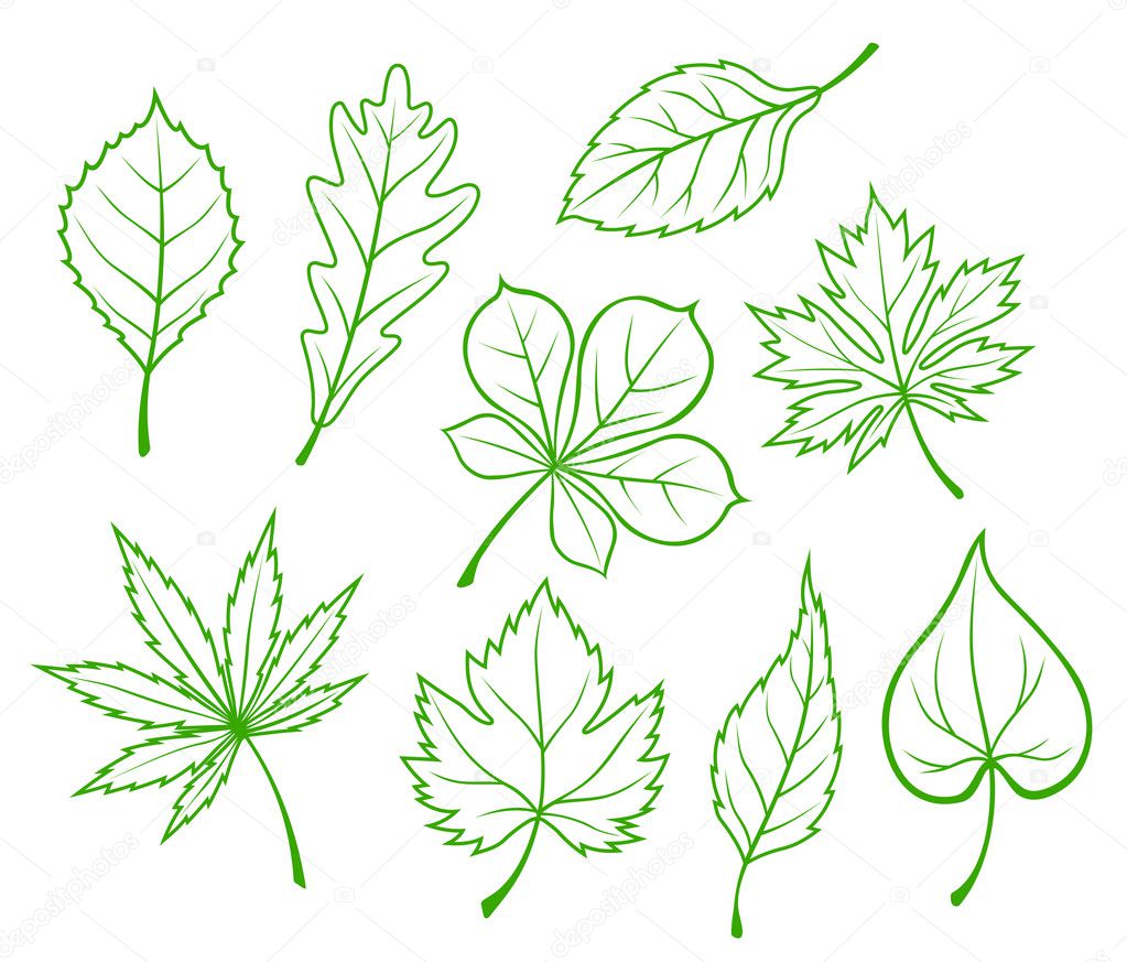 Set of green leaves isolated on white background
