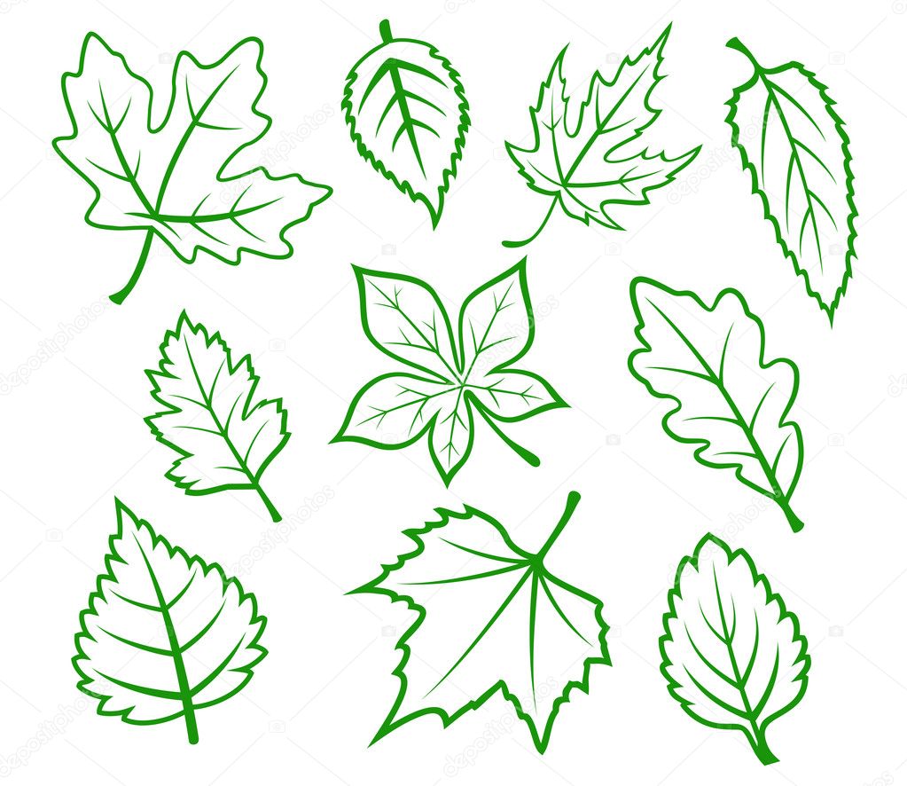 Green leaves set