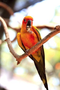 Sun Conure parrot clipart