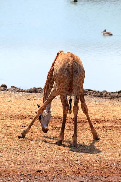 stock image Giraffe