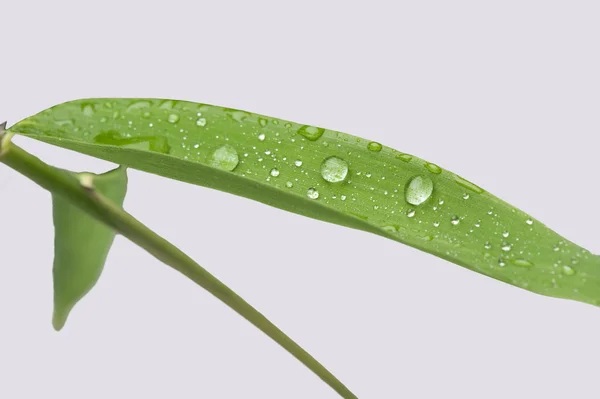 Bamboo leaf — Stock Photo, Image
