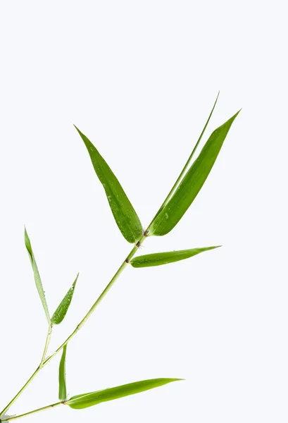 Бамбуковый лист — стоковое фото