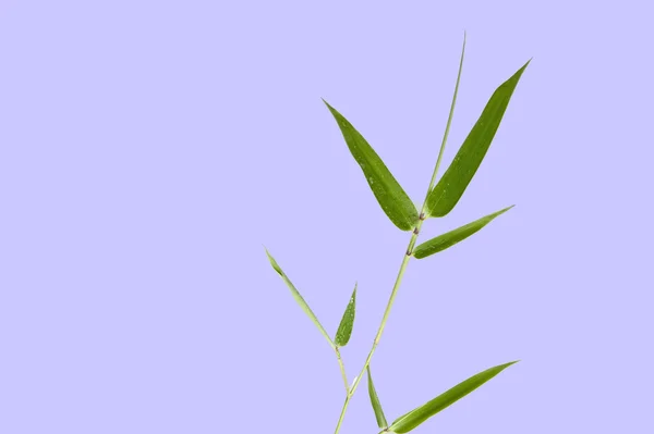 Bambusový list — Stock fotografie