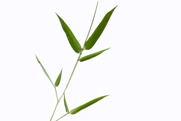 Liść bambusa — Zdjęcie stockowe