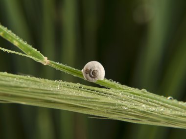 salyangoz bir koni üzerinde.