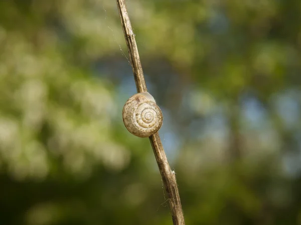 Snail on a dry grass — Stock Photo, Image