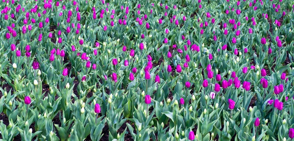 Purple tulips field — Stock Photo, Image