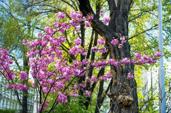 İlkbaharda çiçek açan manolya ağacı — Stok fotoğraf