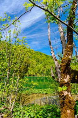 Plitvice Gölleri Milli Parkı Hırvatistan, güzel manzara