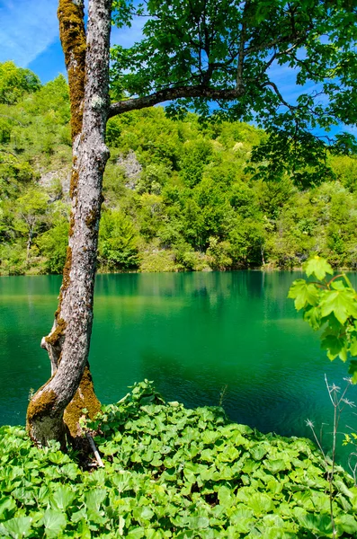 Plitvice Lakes National Park in Croatia, beautiful landscape — Stock Photo, Image
