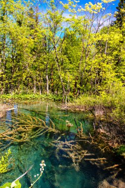 Plitvice Gölleri Milli Parkı Hırvatistan, güzel manzara