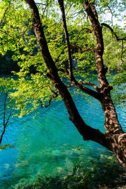 Plitvice Gölleri Milli Parkı Hırvatistan, güzel manzara