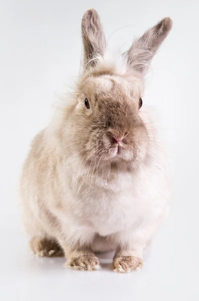 stock image Adorable bunny