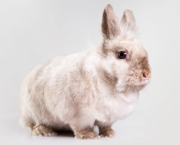 stock image Adorable bunny indoors