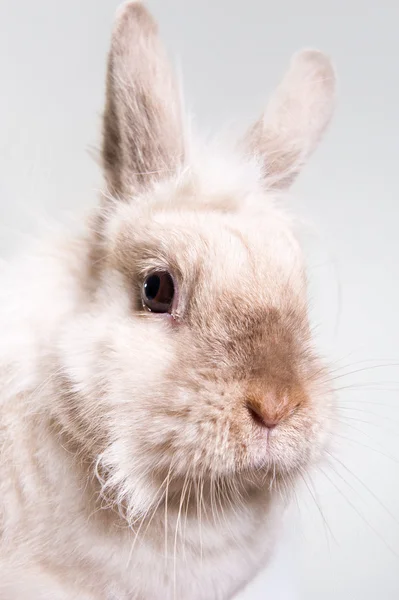 Sevimli tavşan yakın çekim — Stok fotoğraf