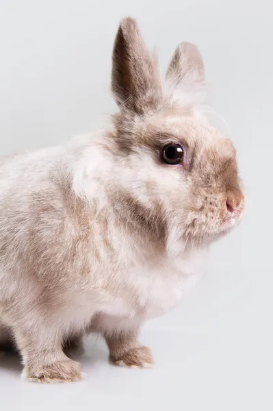 stock image Adorable bunny