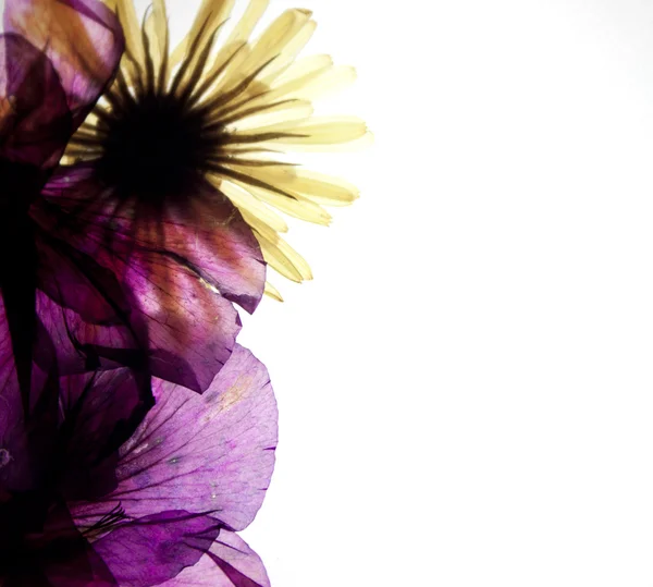 Schöne Blumen — Stockfoto