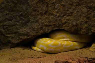 Yellow snake hiding in his nest clipart