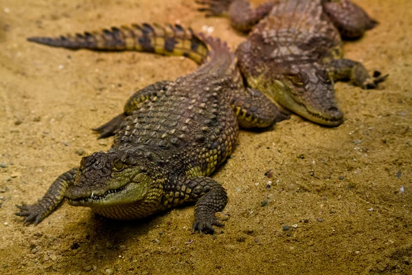 Stock image Alligator in a zoo