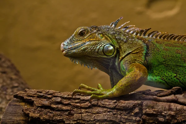 Green and yellow chameleon in zoo — Stock Photo, Image