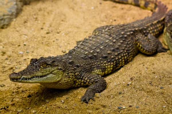 stock image Alligator in a zoo