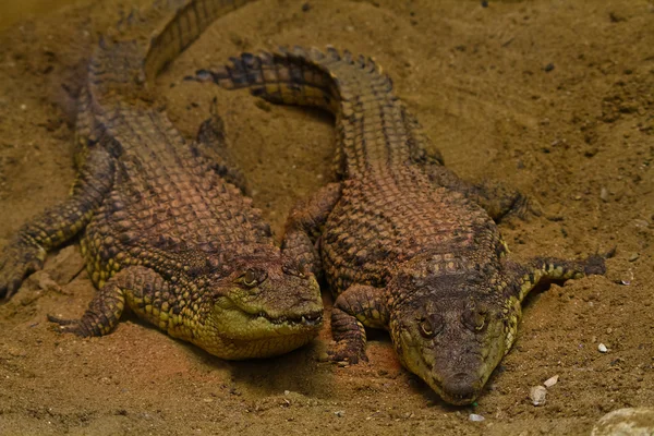 stock image Alligator in a zoo