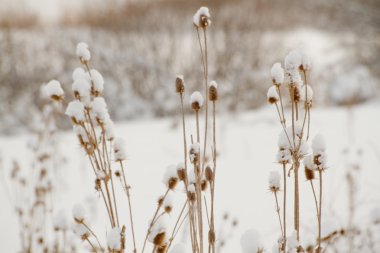 Dried thistles in a field that covered with snow clipart