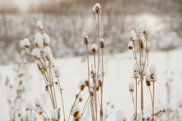 stock image Dried thistles in a field that covered with snow