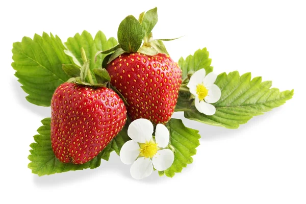 Reife saftige Erdbeeren, Isolation — Stockfoto