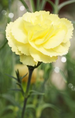 Yellow carnation clipart