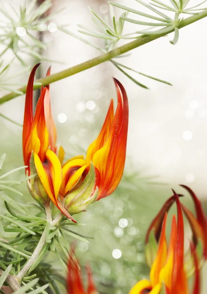 エキゾチックな花 — ストック写真