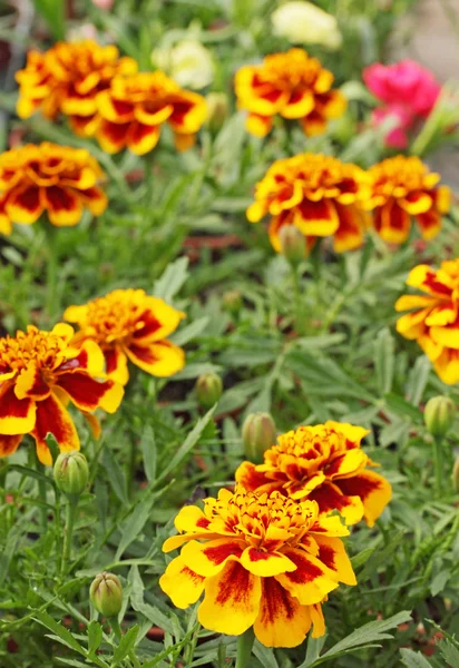 stock image Marigold