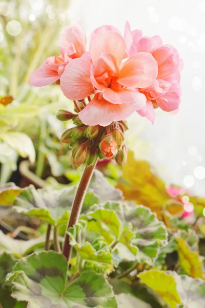 Różowy geranium — Zdjęcie stockowe