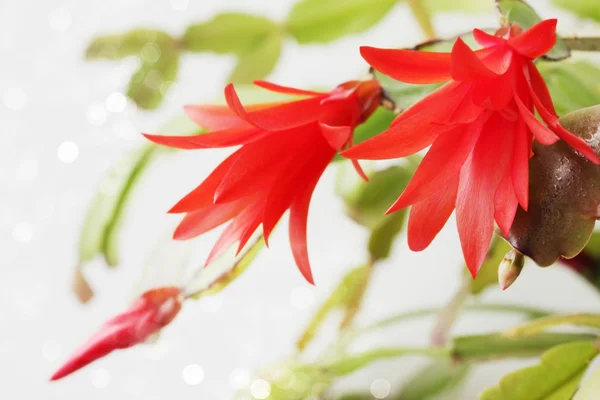 Pflanze mit der roten Blume — Stockfoto