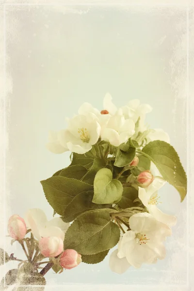 Jabłko kwiaty stare zdjęcie — Zdjęcie stockowe