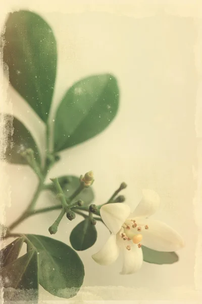 Flor papel viejo —  Fotos de Stock