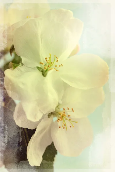 Květy staré fotografie — Stock fotografie