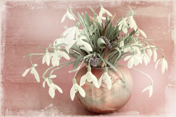 Galanthus nivalis — Stockfoto