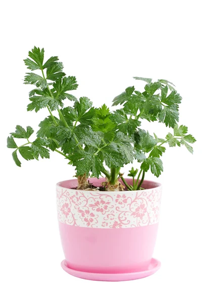 Parsley in the pot — Stock Photo, Image