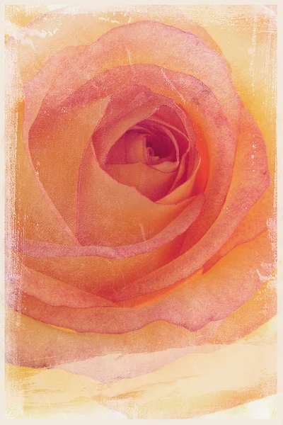 Rosa vintage —  Fotos de Stock