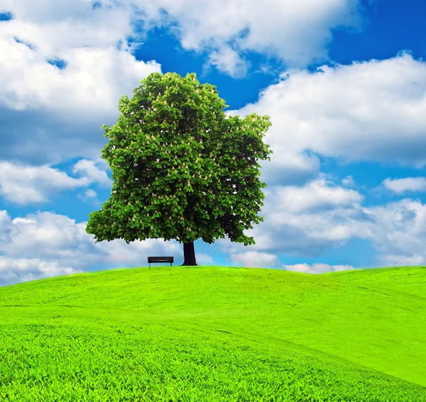 Árbol y banco en el hermoso prado contra el cielo azul —  Fotos de Stock